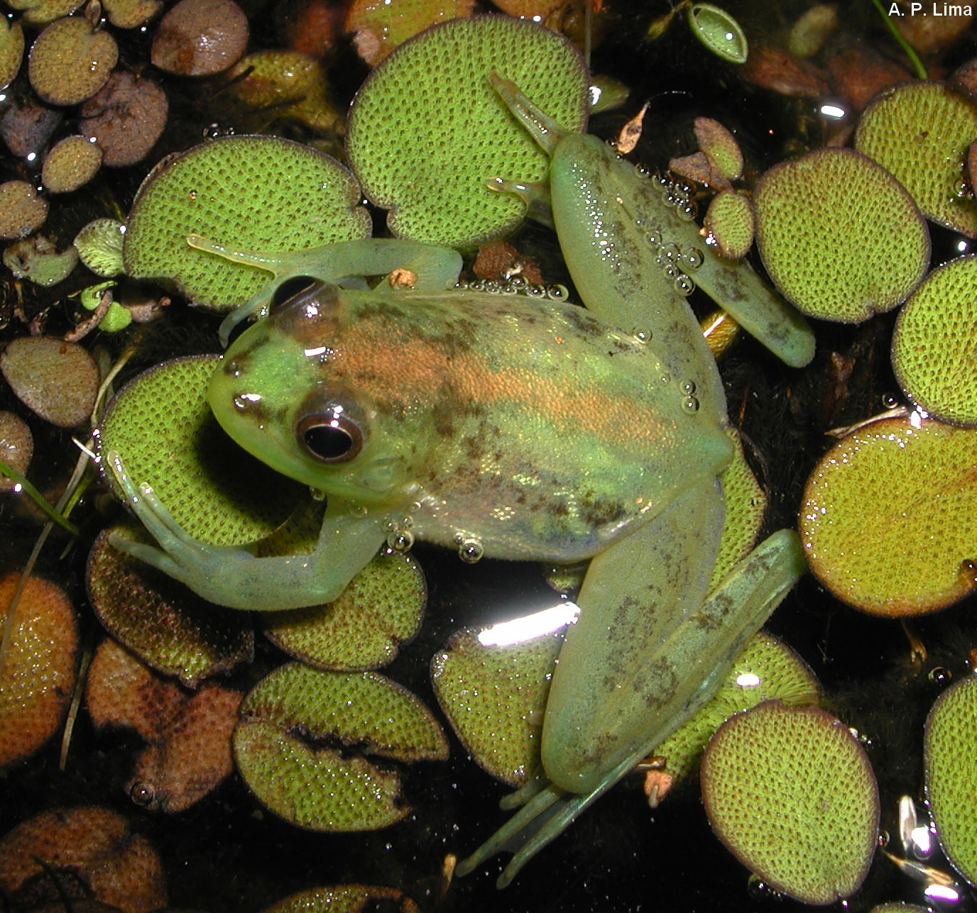 Pseudis aff. limellum ppbio.inpa.gov.br/inicio